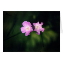 Flower Study 5 cards