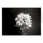 Flower Study 6 Card