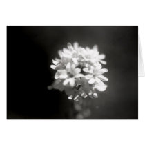 Flower Study 6 cards