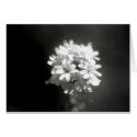 Flower Study 6 cards