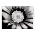 Flower Study Card