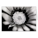 Flower Study cards