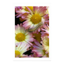 Flower Surfing posters by lioneyes Flower Surfing posters