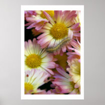 Flower Surfing posters