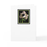 Flower Sympathy Card cards