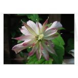 Flower Three