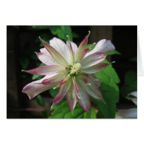 Flower Three cards