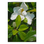 Flower to Fruit Cards