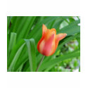 flower,tulip t-shirts