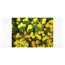 flower variety (2) photo cards