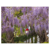 Flower - Wisteria - A house of my own Flyer