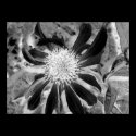 Flower XRay posters