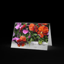 Flowerbox of Pansies cards