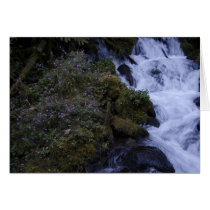 Flowered Falls cards