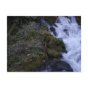 Flowered Falls postcards