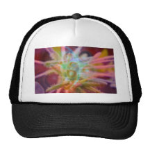 FlowerImplosion 6 Gorra