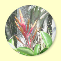 Flowering Air Plant magnets