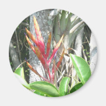 Flowering Air Plant Fridge Magnets
