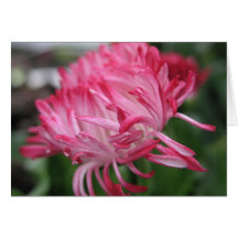 Flowering anemone greeting card