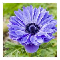 Flowering Aster Print posters