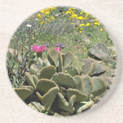 Flowering Beavertail Cactus With Wildflowers flowe Drink Coaster