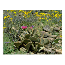 Flowering Beavertail Cactus With Wildflowers flowe Postcard