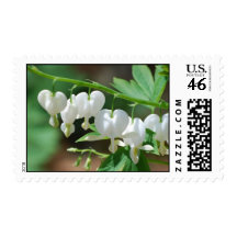 Flowering Bleeding Heart Postage Stamp