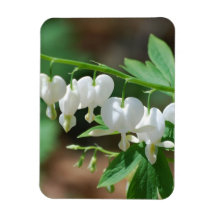 Flowering Bleeding Heart Premium Magnet