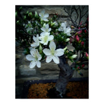 Flowering Bonsai posters