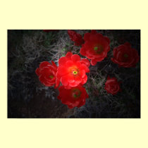 Flowering Cactus, Canvas posters