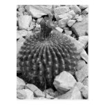 Flowering Cactus Postcard