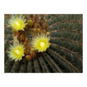 Flowering Cactus Poster posters