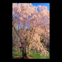 Flowering Cherry at Arnold Arboretum posters