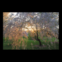 Flowering Cherry in Evening Light Arnold Arboretum posters