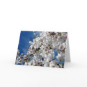Flowering Cherry Tree Card