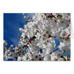 Flowering Cherry Tree Card