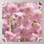 Flowering Cherry Tree Poster