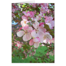 Flowering Crab-apple Blossoms Greeting Cards