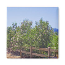 Flowering Desert Willows and Path Magnet magnets