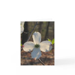 Flowering Dogwood