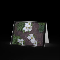 Flowering Dogwood Greeting Card cards