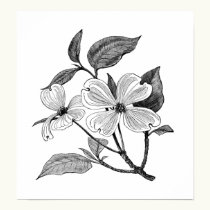 Flowering Dogwood posters