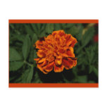 Flowering Gold Postcard