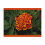 Flowering Gold Postcard