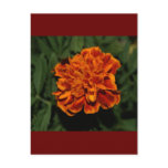 Flowering Gold Post Cards