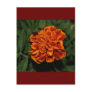 Flowering Gold Post Cards