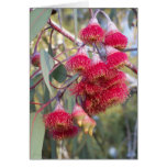 Flowering Gum Greeting Cards
