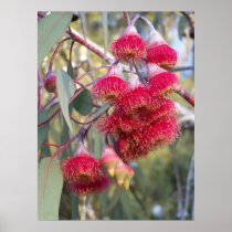 Flowering Gum posters