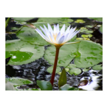 Flowering Lily Pad Poster posters