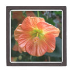 Flowering Maple premium gift boxes